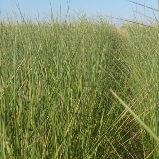 Agropiro