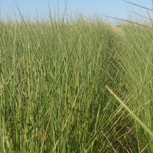 Agropiro