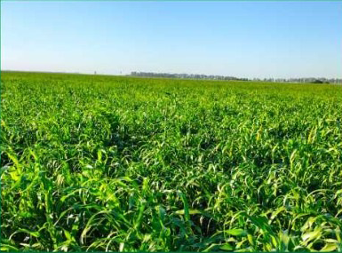 Mijo Perla Namibia *