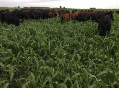 Sorgo Fotosensitivo Híbrido FS 11-01