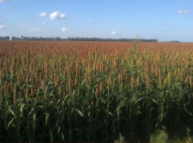 Sorgo Híbrido Doble Propósito DP 31-01