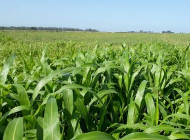 Sorgo Forrajero Híbrido de Pastoreo F 10-01
