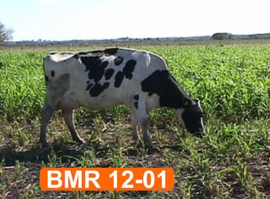 Sorgo Forrajero Híbrido de Pastoreo BMR 12-01